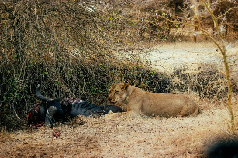 a man lies down in the grass as two lions stand nearby