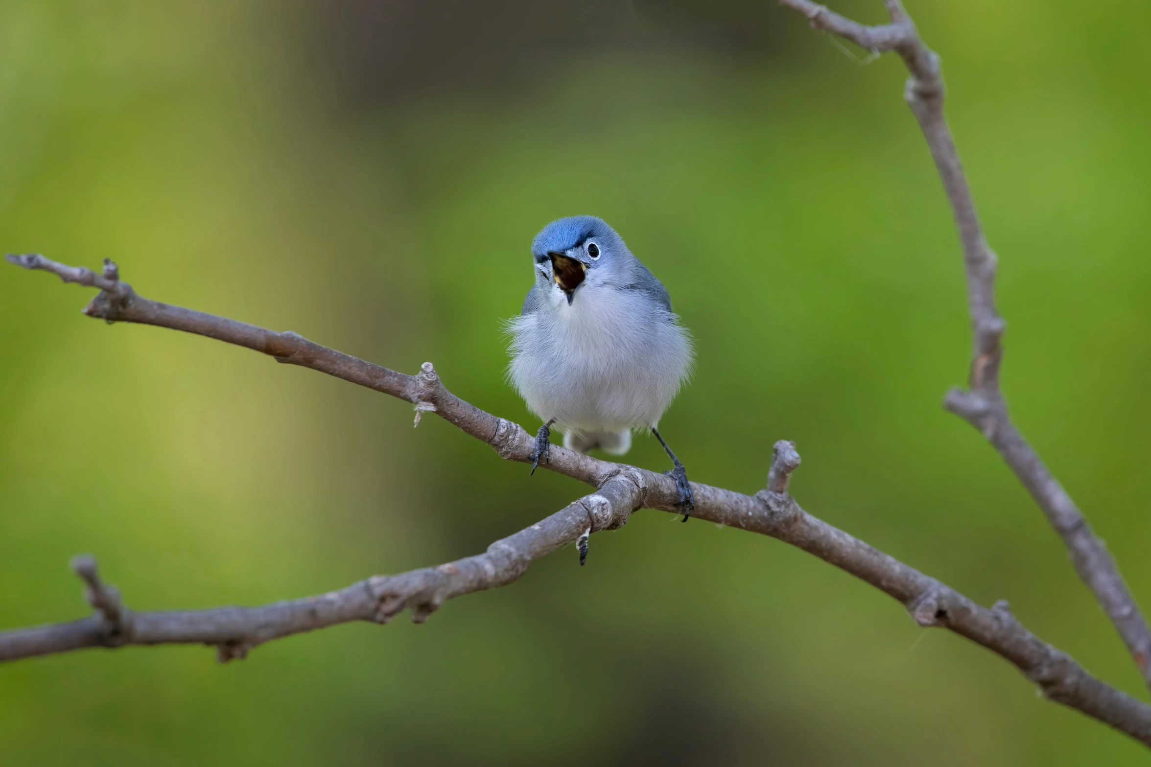 a small blue bird perched on top of a leaf filled tree nch