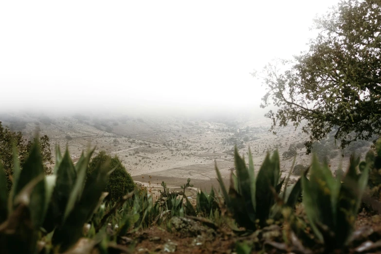 a foggy day looking at an area with rocks and shrubbery