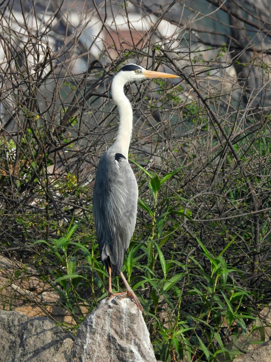 a grey and white bird stands on a rock