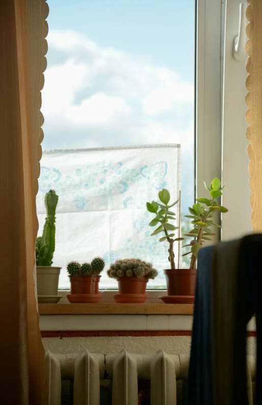 three potted plants are on a window sill