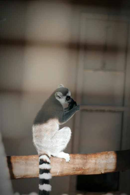 a white - fronted lemurt sits on a wooden pole