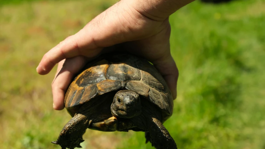 a hand holding the top part of a turtle