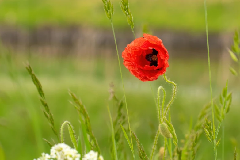 a red poppy grows in the foreground and a grassy meadow to the side