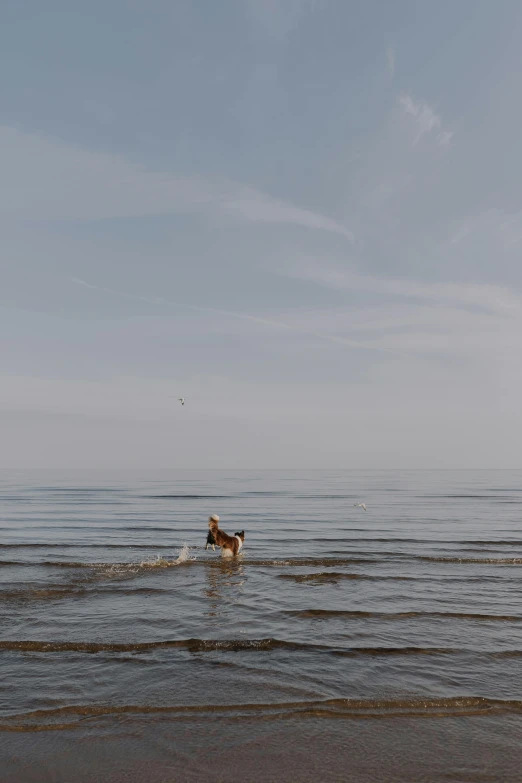 a dog running through the ocean with no one in it