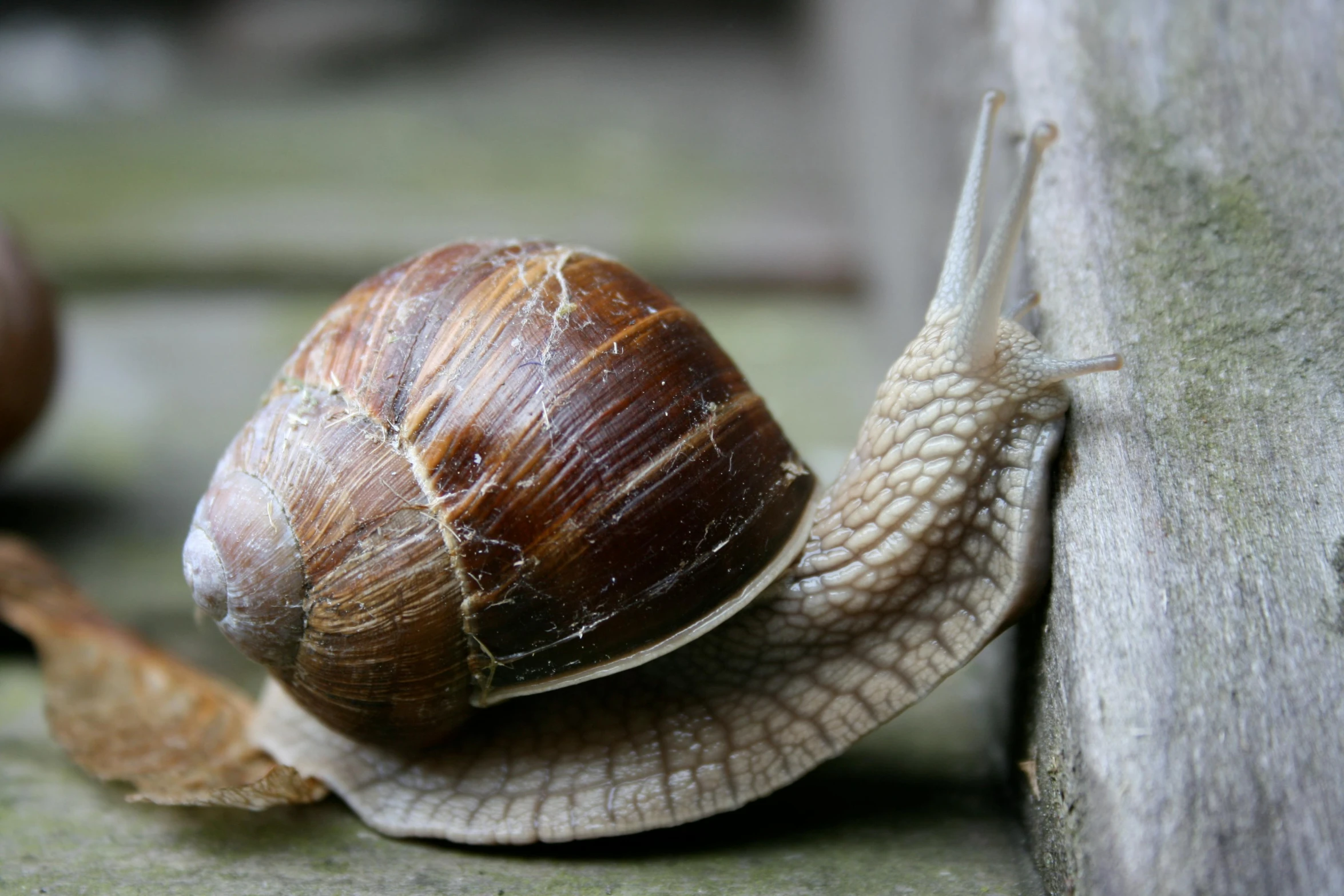 there is a snail that is sitting next to a wood wall