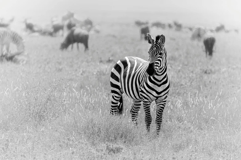 there are a lot of animals out here, but this one is just standing in the grass