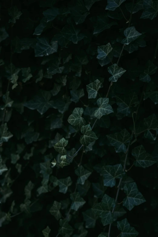 the leaves on this vine are green