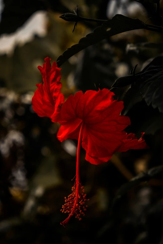 close up of two red flowers with a sky in the background