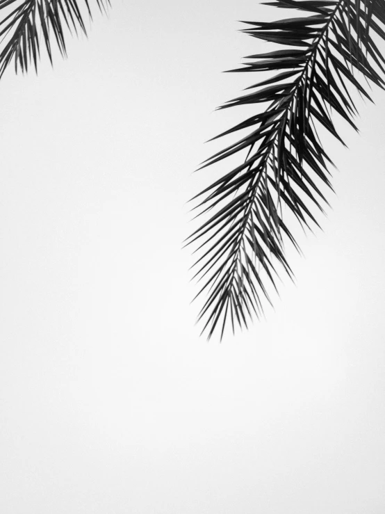 silhouette of a leaf and leaves against the white sky