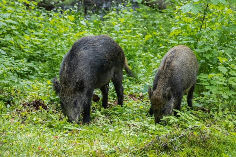 two animals that are standing in the grass