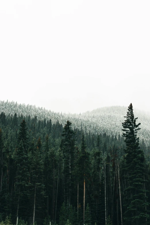 a field with a lot of trees and mountains behind it