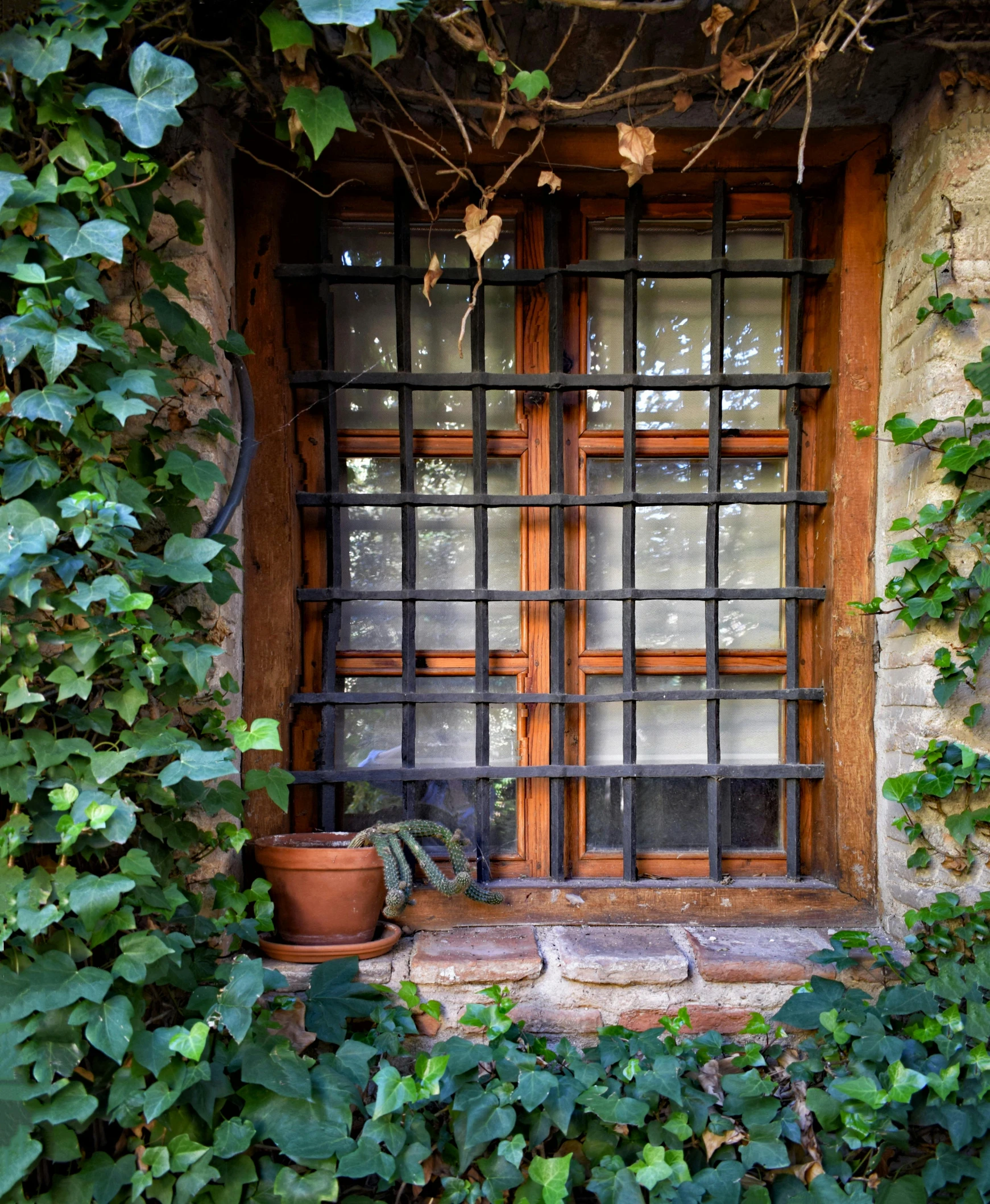 an old window and a pot with ivy