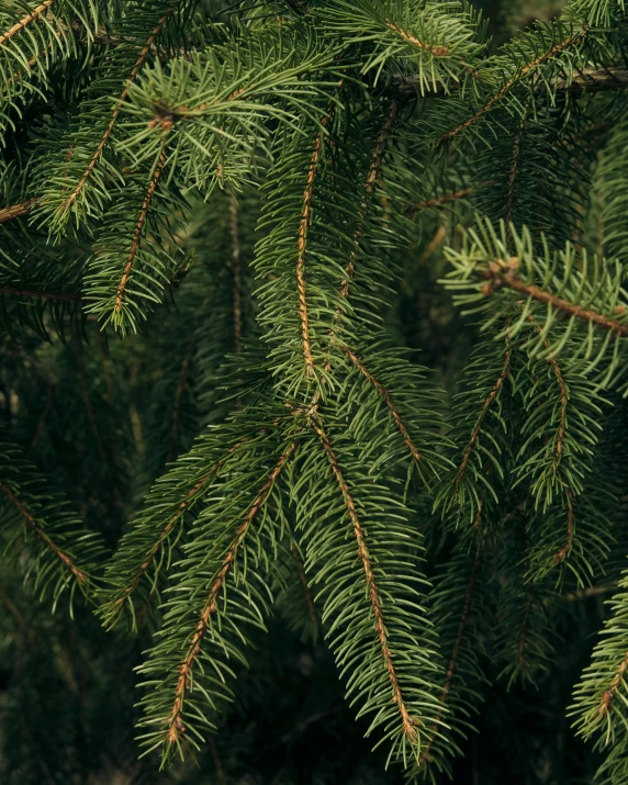 some green needles on a large evergreen tree