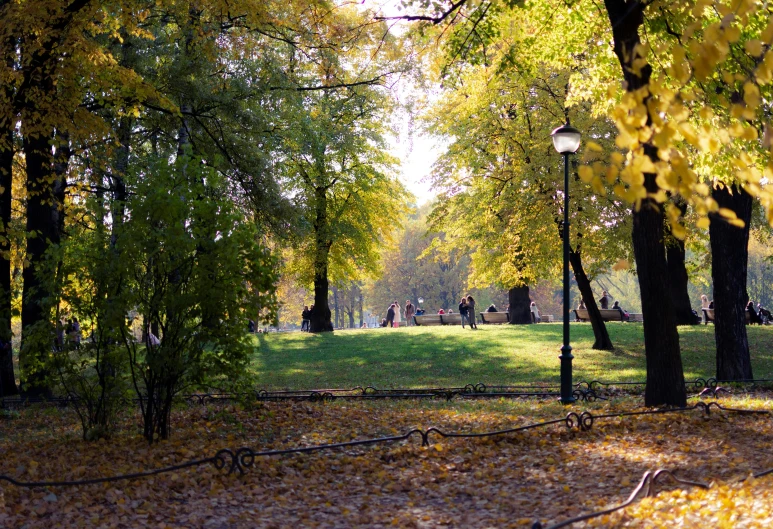 many trees and some leaves are scattered around