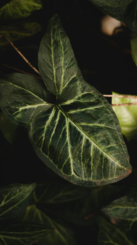 there is a very large leaf next to some fruit