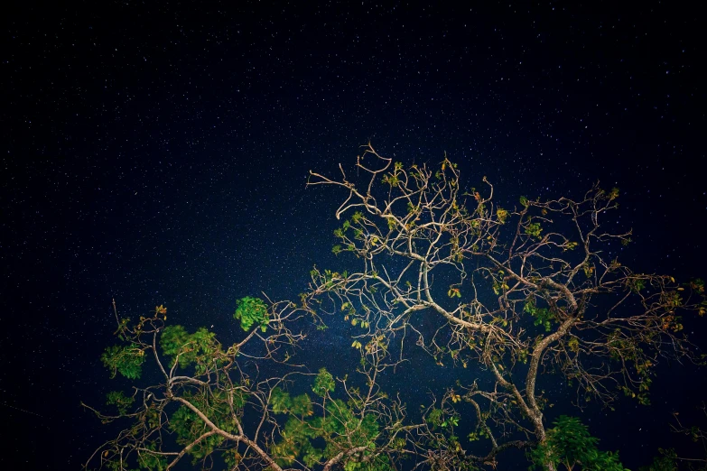 night sky with stars over some trees