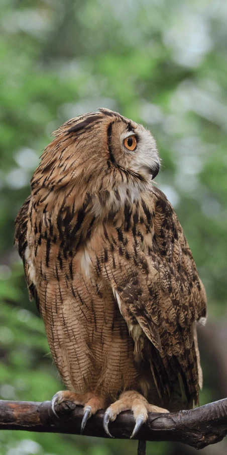 a close up of a bird on a nch