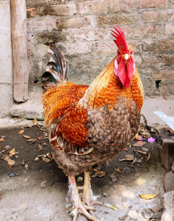 a red chicken is standing in the dirt