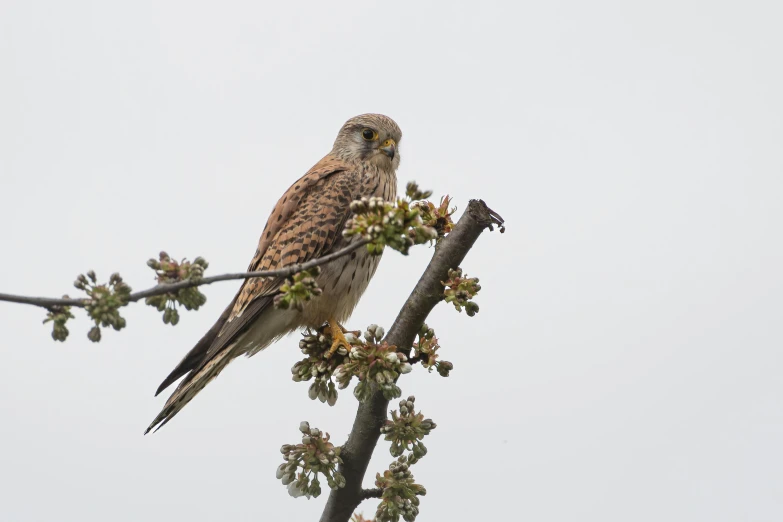 the bird is sitting on top of the nch of the tree