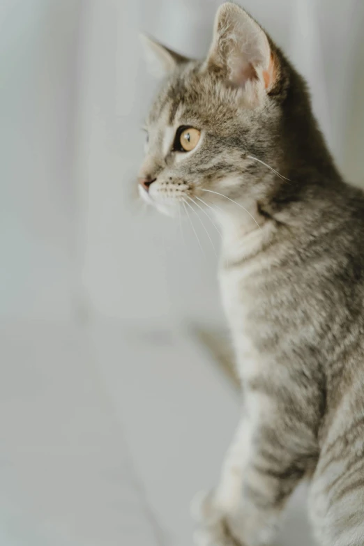 a cat standing on top of a hard wood table