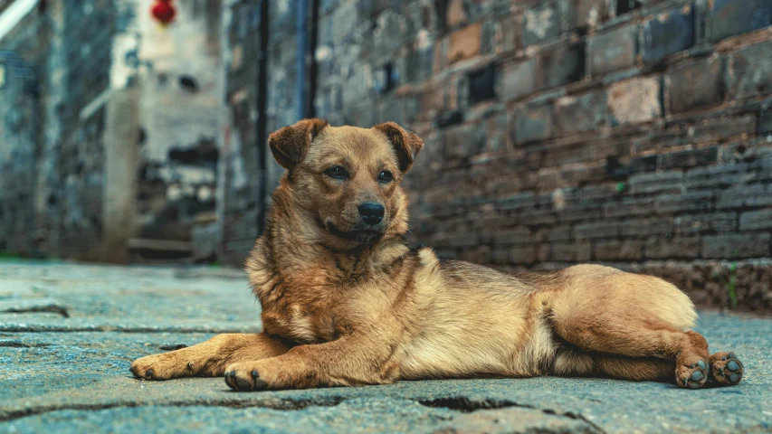 a dog laying down in front of a wall