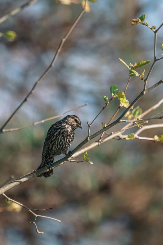 a brown and black bird perched on a nch