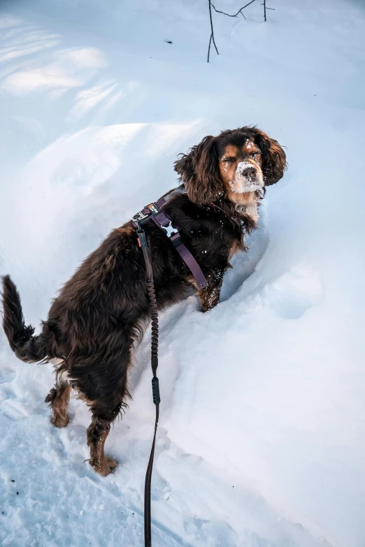 a large brown dog with a leash standing in the snow