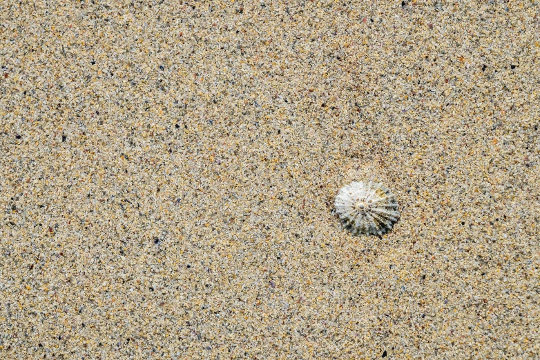 a little sand dollar embedded in the wet sand