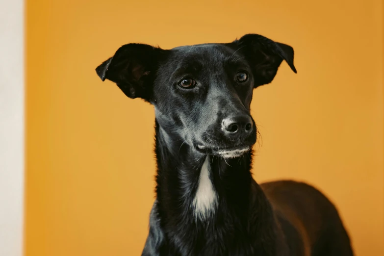 black dog smiling with a yellow background