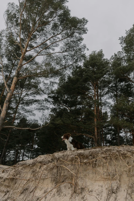 a dog laying on top of a sandy hill near some trees