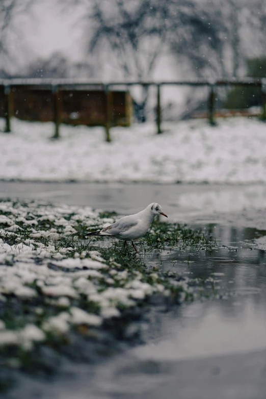 a white bird sitting on the ground by some water