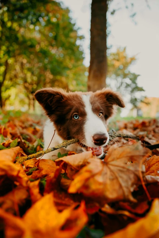 the puppy is laying on the ground near leaves