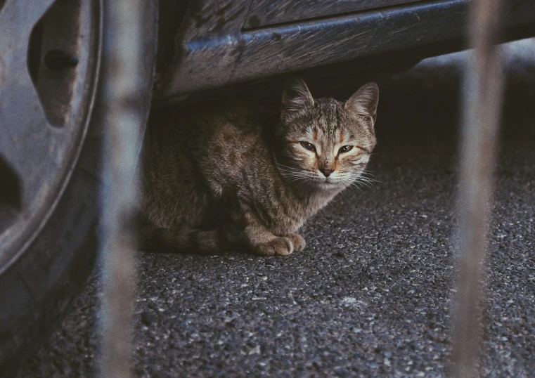 the cat sits under the car looking out