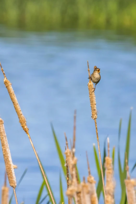 a small bird sitting on top of some dry reeds