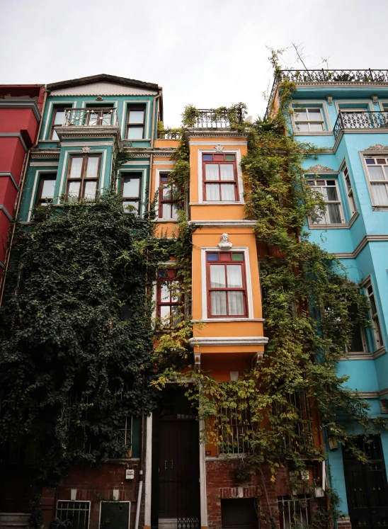 the windows on many buildings are covered with vines