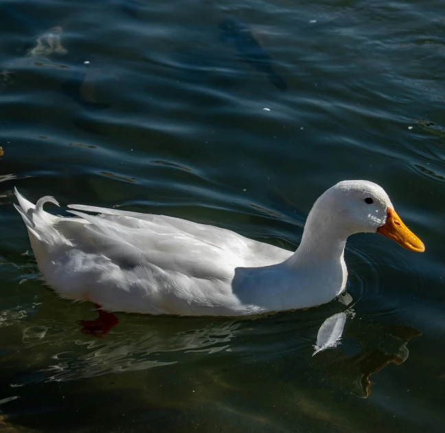 a duck swimming in a pond with a yellow beak