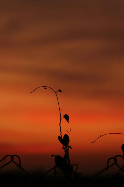 the sky is pink and orange with a line of nches