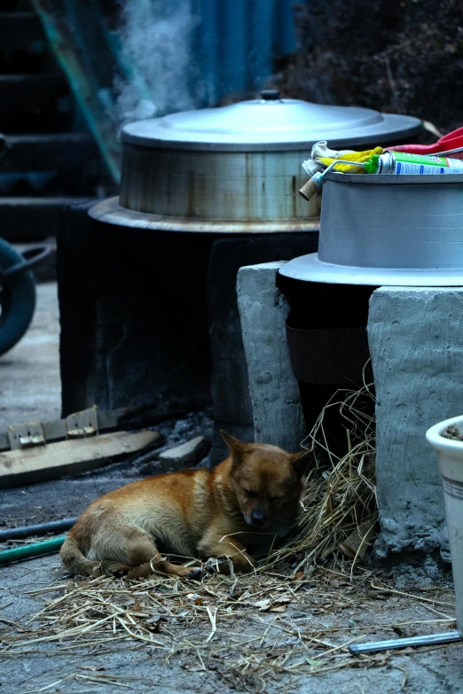 a dog laying on top of hay next to a pile of dirt