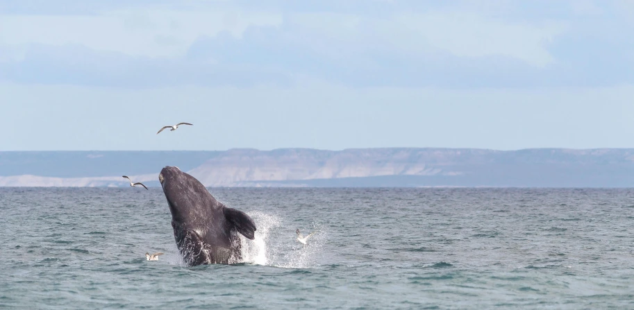 a large grey whale jumping from the water