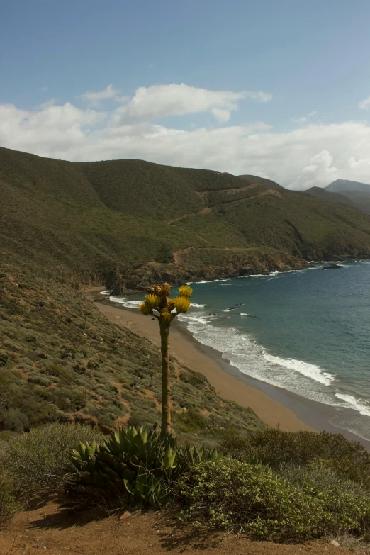 yellow flowers with a long green plant on the shore of the beach