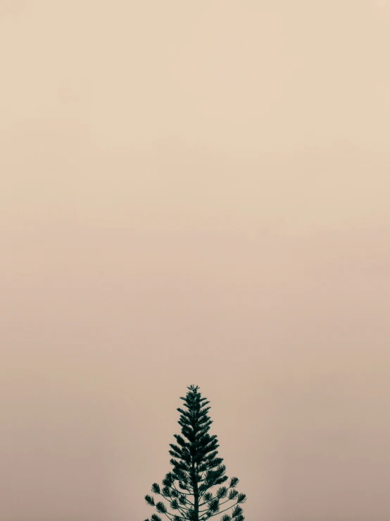 a view of a single tree from far away