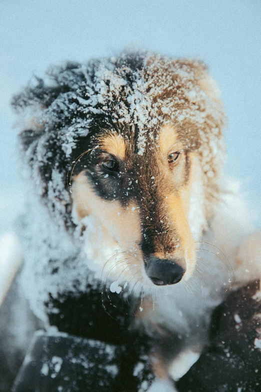 a dog with snow on its fur