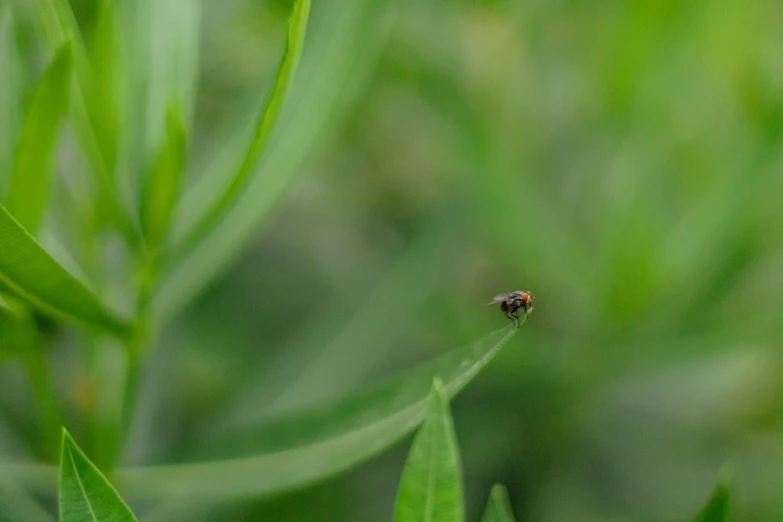 the tiny insect is sitting on the long thin green grass