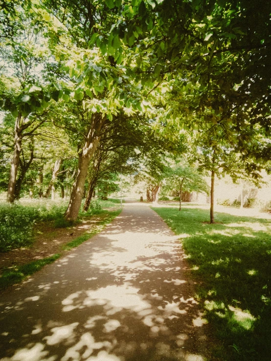 an empty path in the middle of a forest