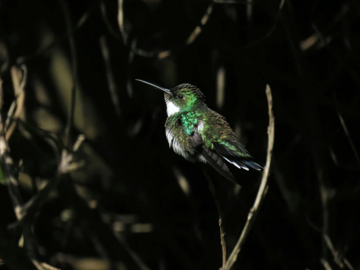 a green and white bird on top of a nch