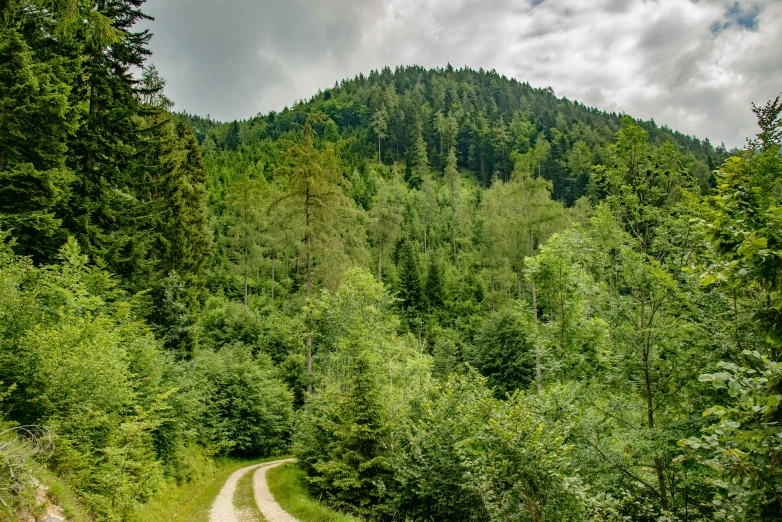 a lush green forest with trees and an unpaved road