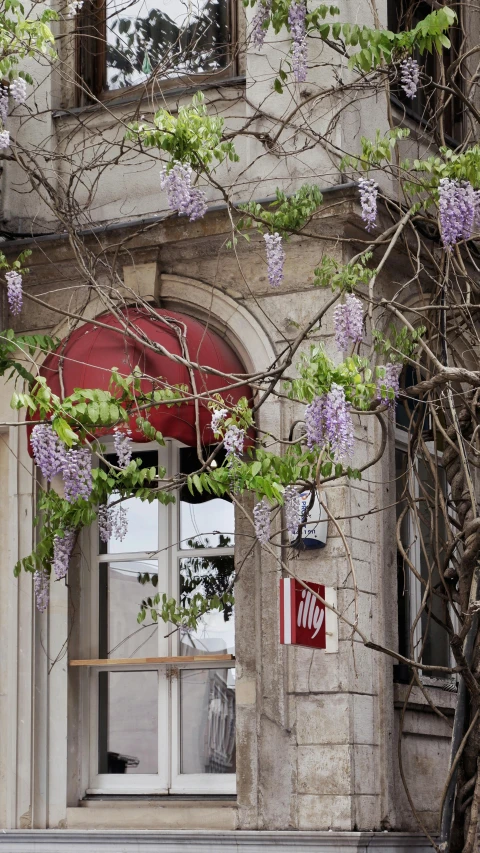 a purple flowering tree outside an old building