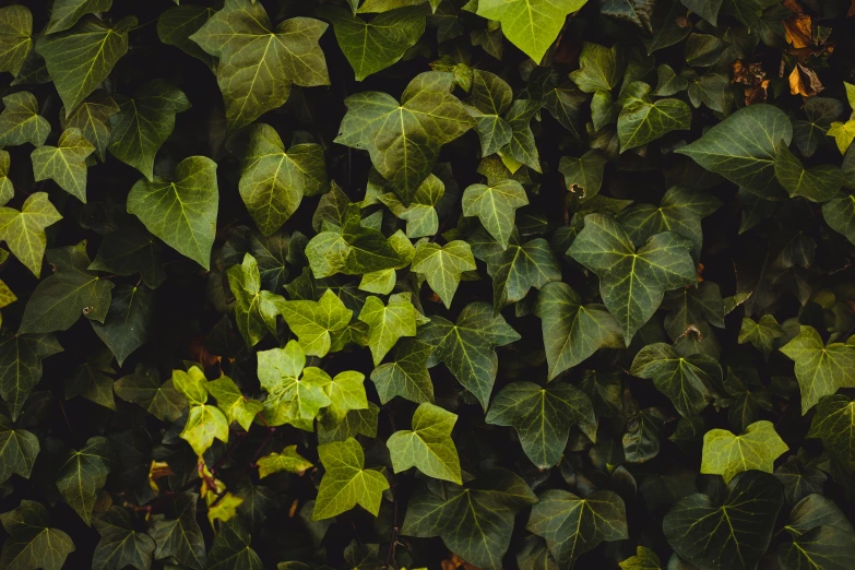 a group of leaves is shown against a background