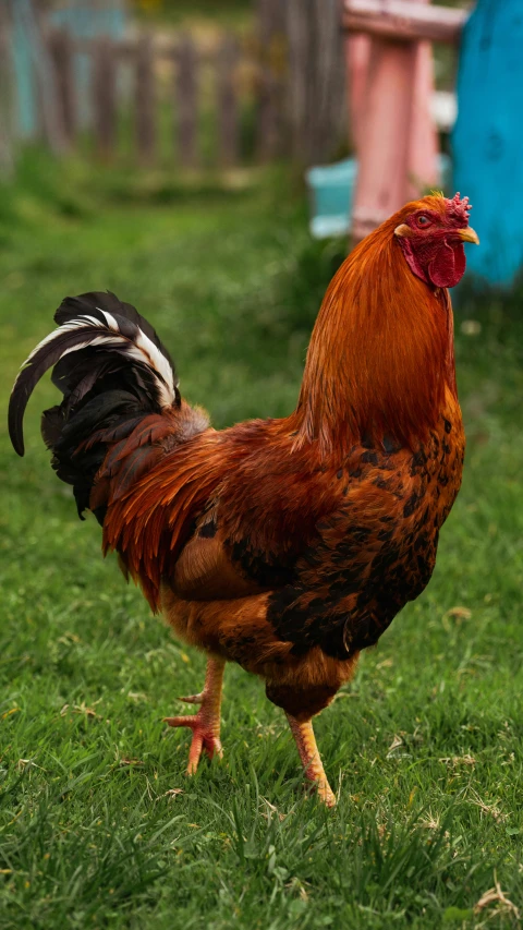 a close up of a rooster in a field